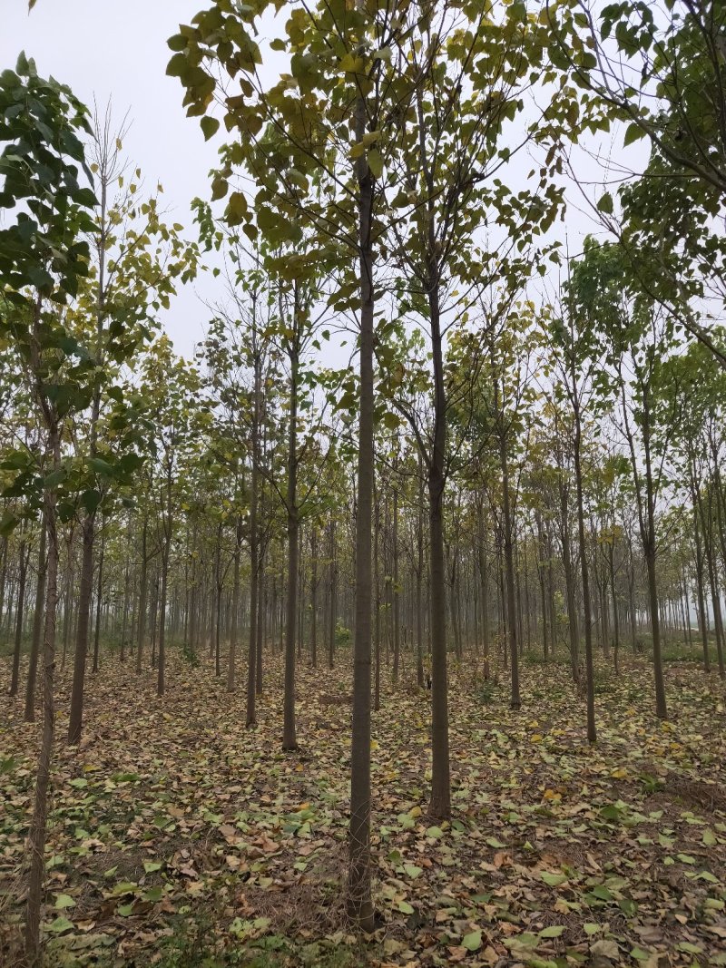 楸树10，12，15，18公分楸树种植基地