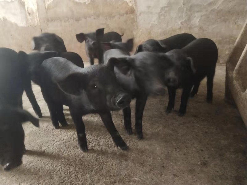 苏太母猪