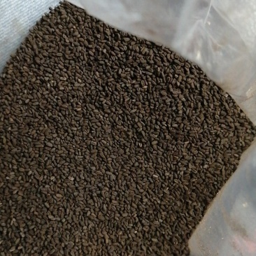 长春花种子适用绿化，边坡护道，家庭庭院