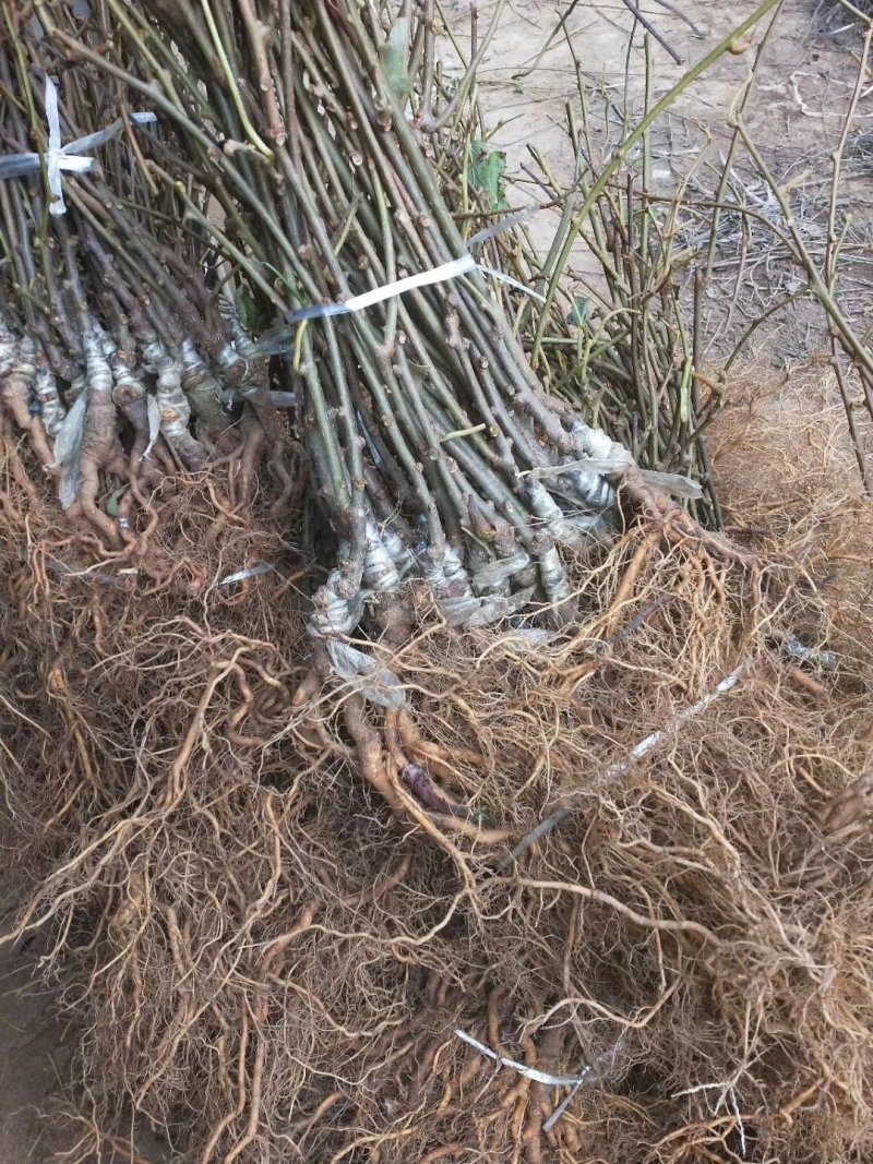 猕猴桃嫁接苗，翠翠，徐香，红阳，金红50，金艳，金桃。