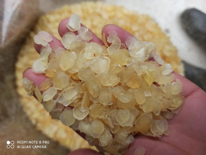 雪莲子皂角米专营中药各种规格品质保证
