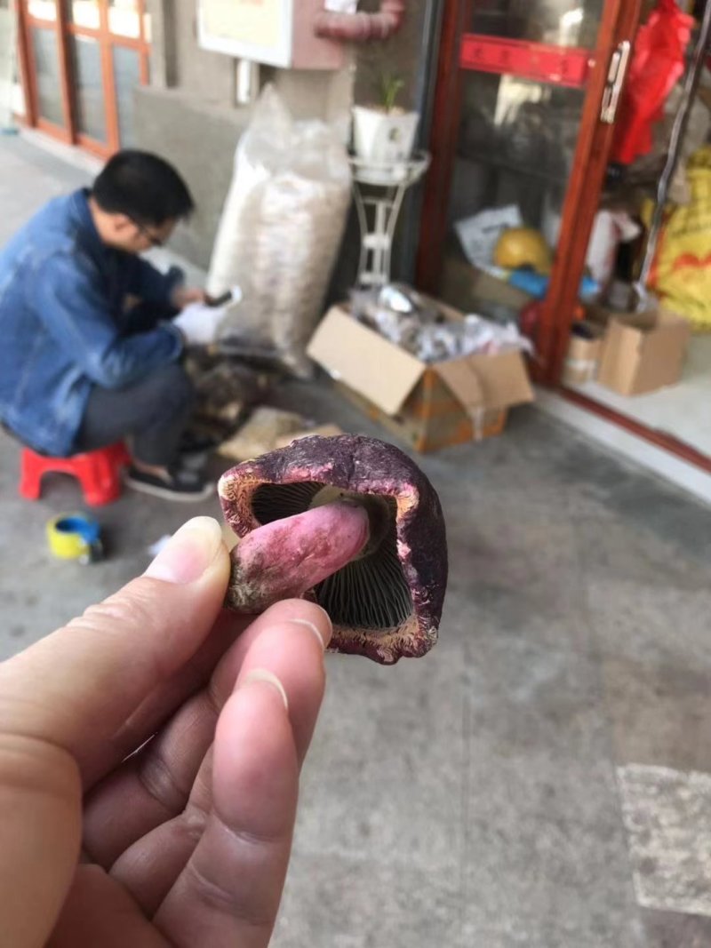 野生红菇小菇，2.5-3.5