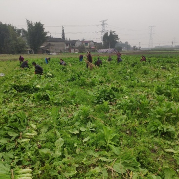 窝笋大量上市价格优惠要的老板联系哈