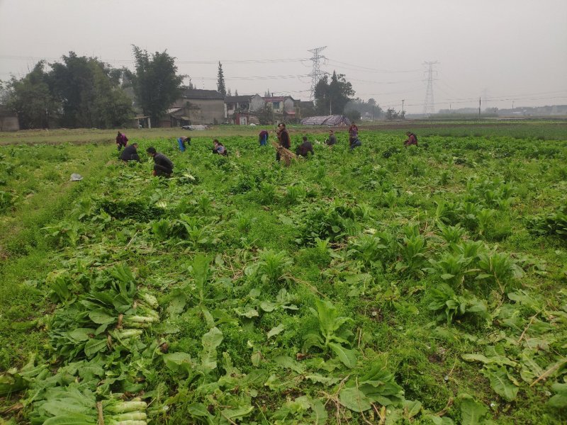 窝笋大量上市价格优惠要的老板联系哈