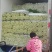 芹菜。优质西芹。皇后芹菜，大中小各种品阶齐全。