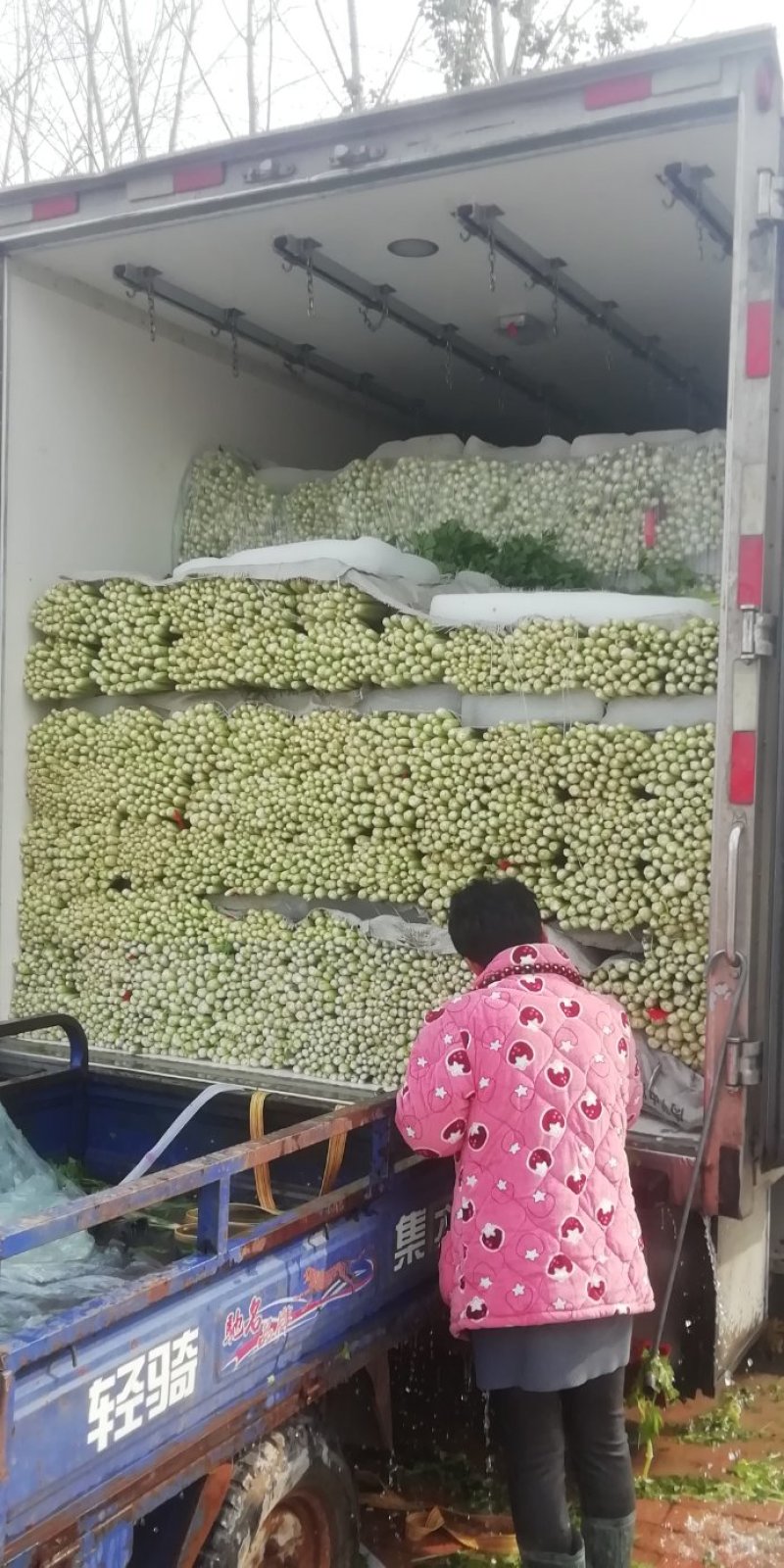 芹菜。优质西芹。皇后芹菜，大中小各种品阶齐全。