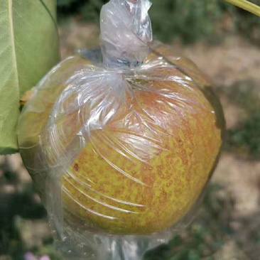 玉露香梨，梨中**，