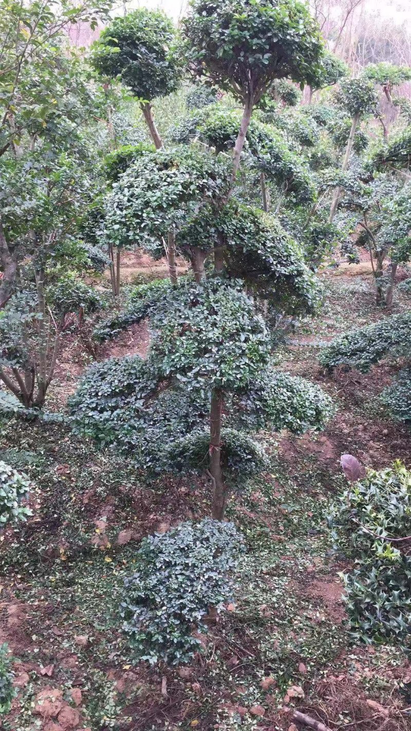 便宜小叶女贞造型树大量供应常年有货量大优惠