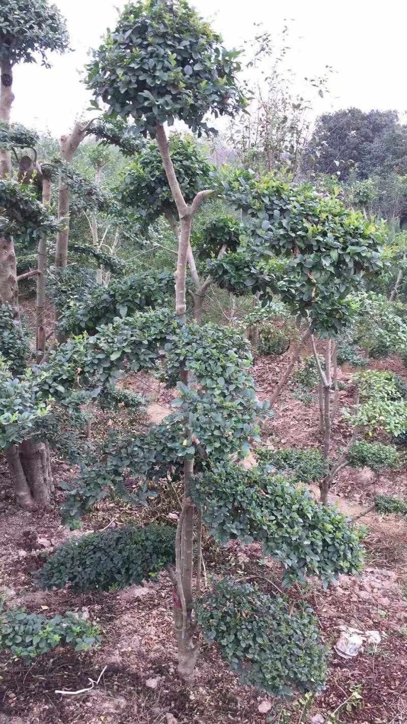 便宜小叶女贞造型树大量供应常年有货量大优惠