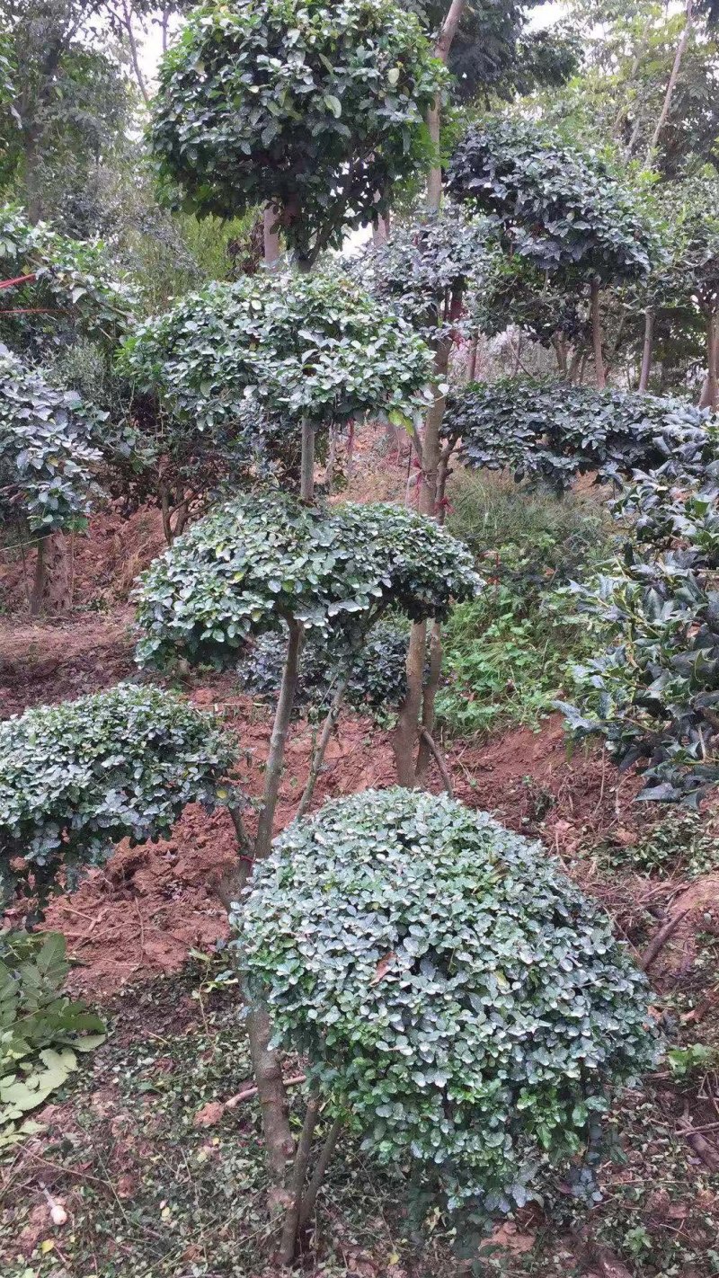 便宜小叶女贞造型树大量供应常年有货量大优惠