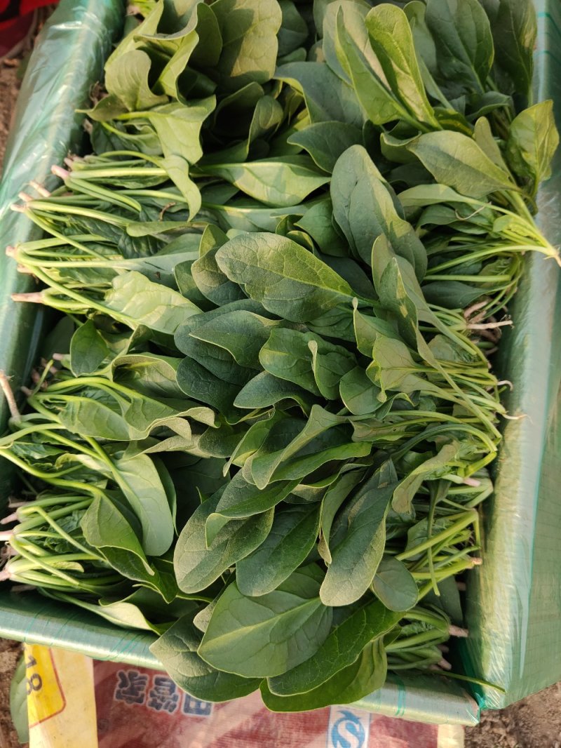 菠菜