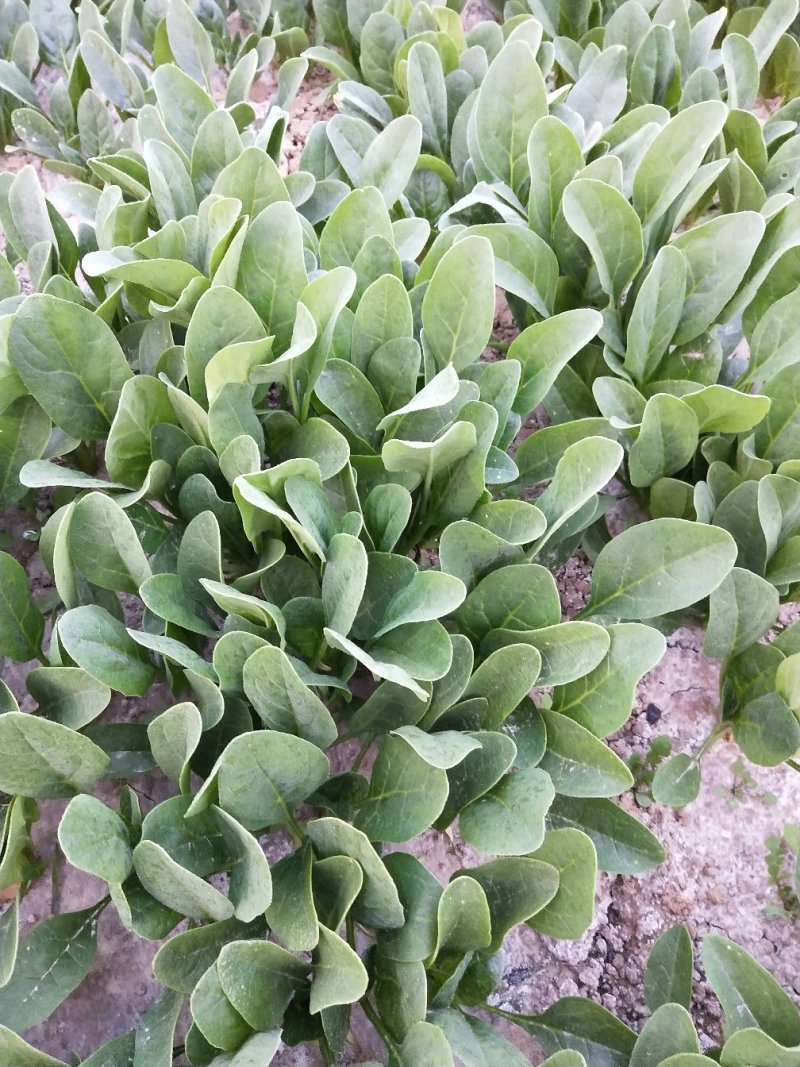 菠菜