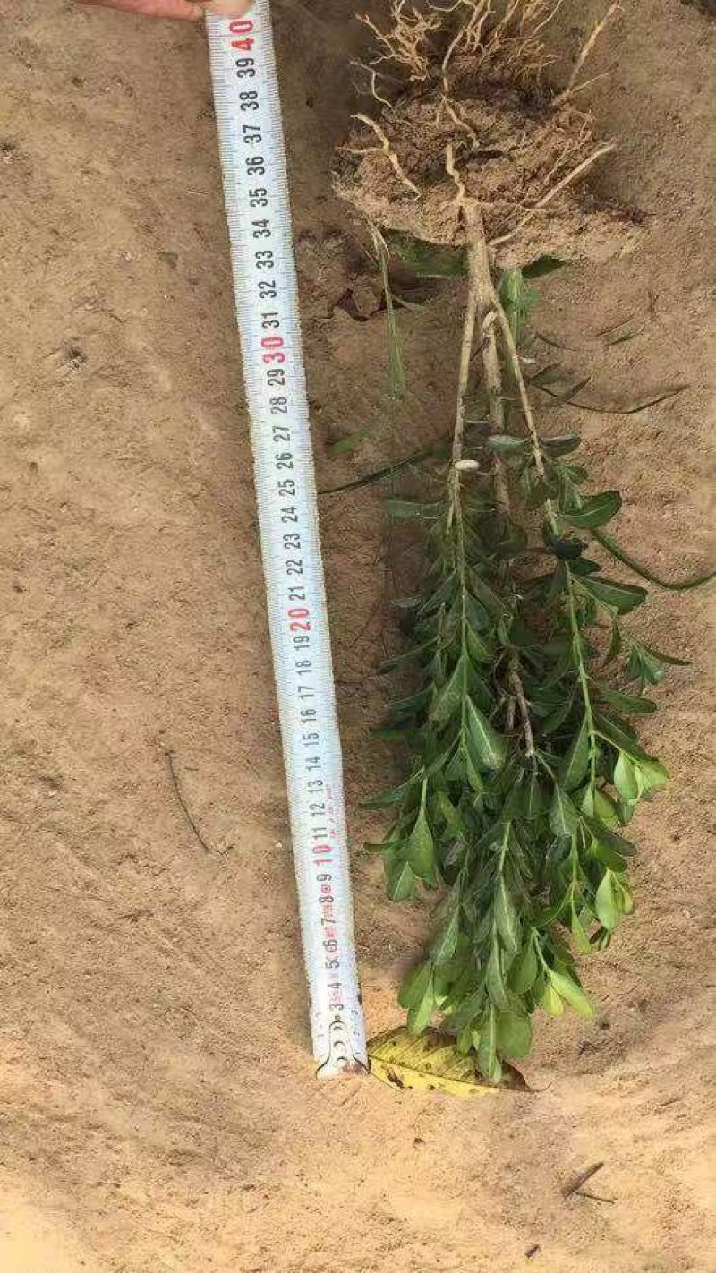 小叶黄杨大叶黄杨金边黄杨小苗基地直供