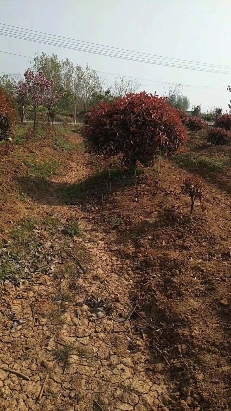 红叶石兰红叶石兰地被小苗大小规格球类基地直供
