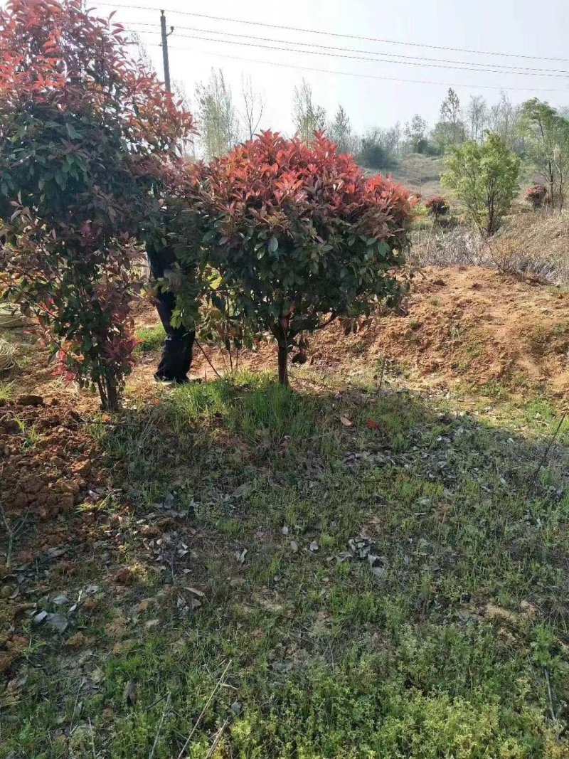 红叶石兰红叶石兰地被小苗大小规格球类基地直供