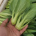 油菜小青菜上海青大中小颗食堂菜长期供应
