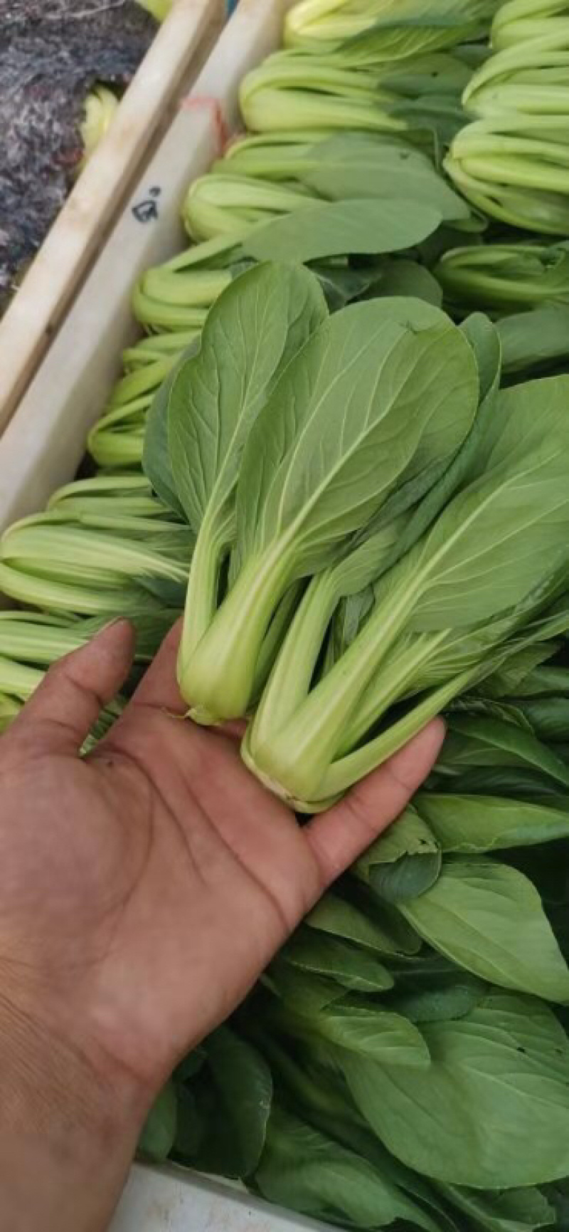 油菜小青菜上海青大中小颗食堂菜长期供应