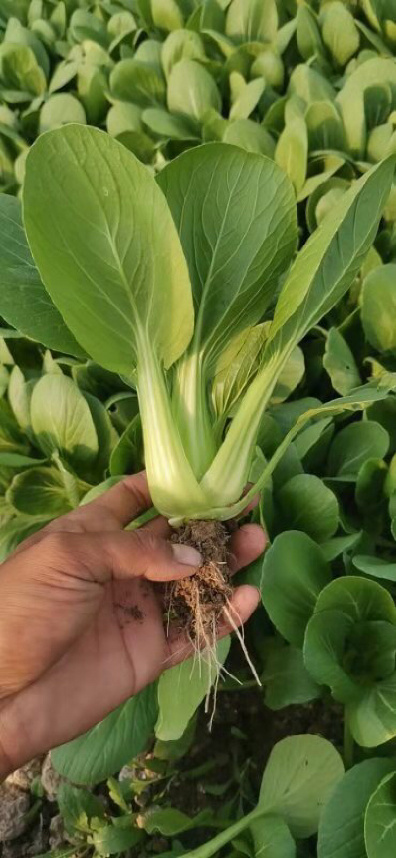 油菜小青菜上海青大中小颗食堂菜长期供应
