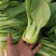 油菜小青菜上海青大中小颗食堂菜长期供应