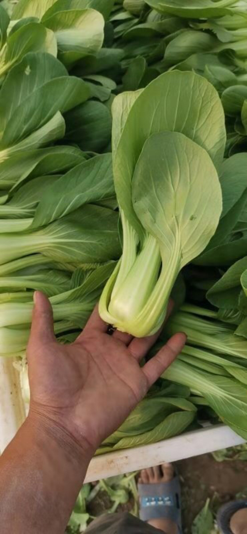 油菜小青菜上海青大中小颗食堂菜长期供应