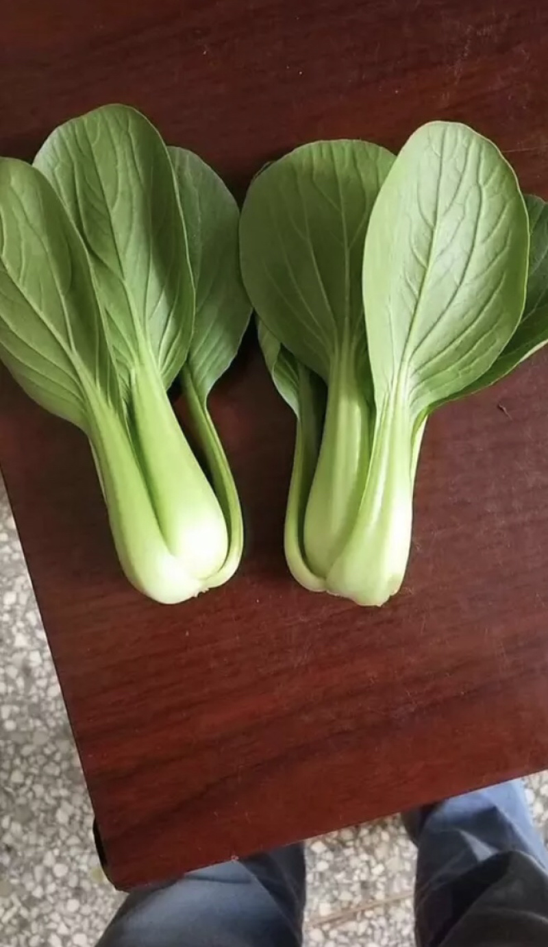 油菜小青菜上海青大中小颗食堂菜长期供应