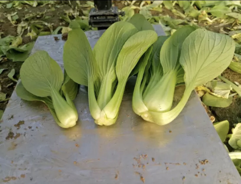 油菜小青菜上海青大中小颗食堂菜长期供应