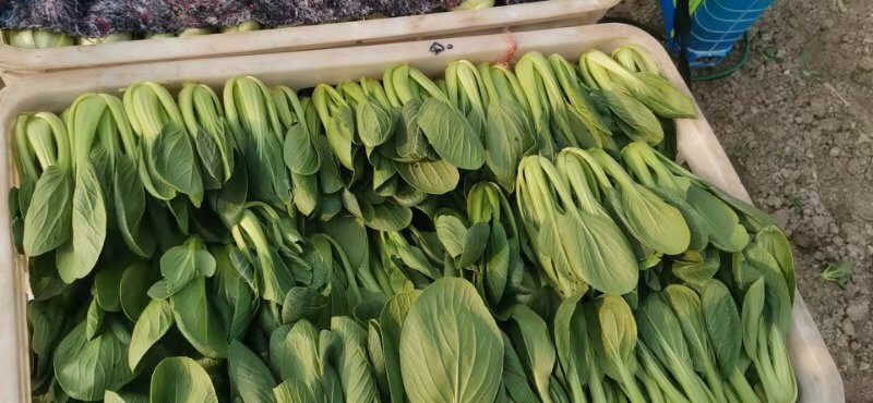 油菜小青菜上海青大中小颗食堂菜长期供应