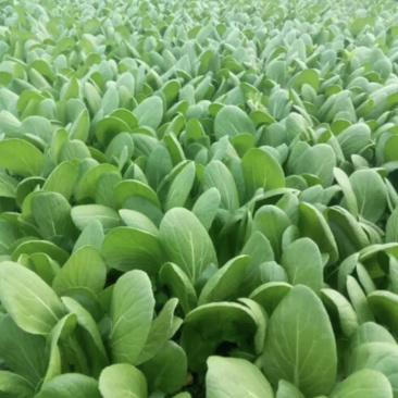 油菜小青菜上海青大中小颗食堂菜长期供应