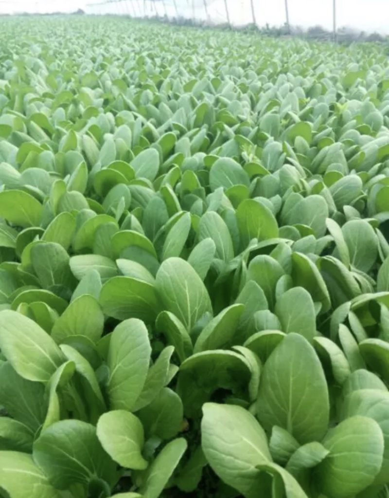 优质油菜小青菜长期供应日供2万斤