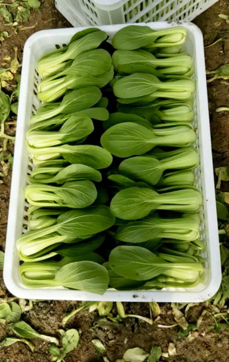 优质油菜小青菜长期供应日供2万斤