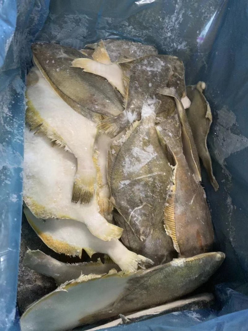 冷冻鲽鱼，黄金鲽鱼，比目鱼