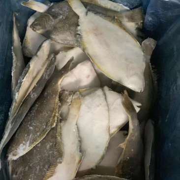 冷冻鲽鱼，黄金鲽鱼，比目鱼