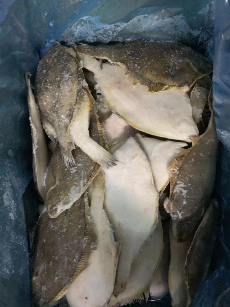 冷冻鲽鱼，黄金鲽鱼，比目鱼