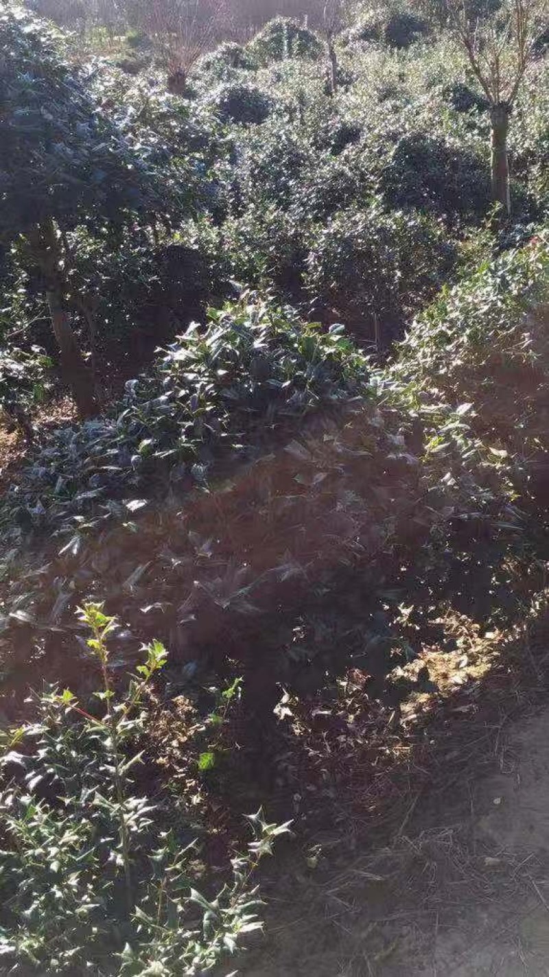 枸骨有刺枸骨枸骨球色块小苗农户直销价格优惠