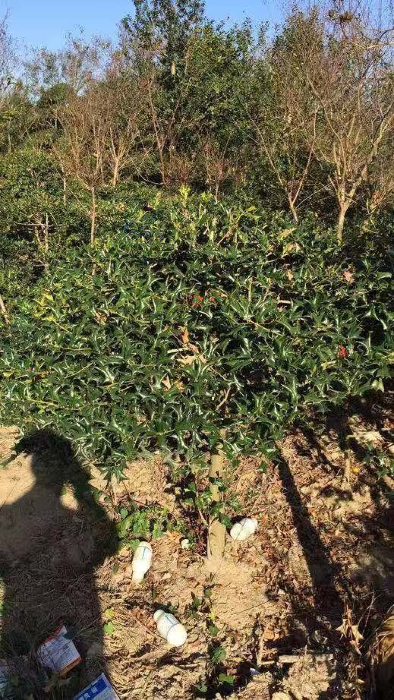 枸骨有刺枸骨枸骨球色块小苗农户直销价格优惠