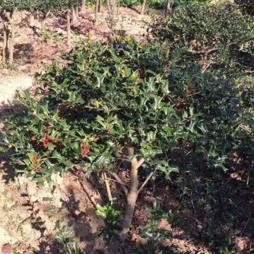 枸骨有刺枸骨枸骨球色块小苗农户直销价格优惠