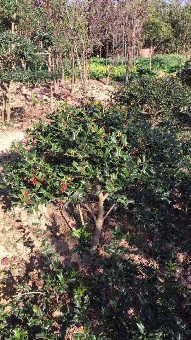 枸骨有刺枸骨枸骨球色块小苗农户直销价格优惠