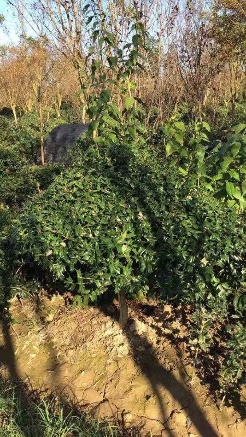 枸骨有刺枸骨枸骨球色块小苗农户直销价格优惠