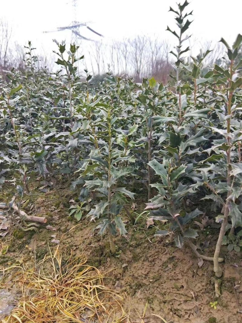 枸骨苗有刺枸骨毛球地被小苗农户直销