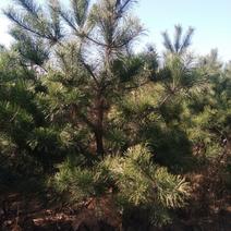 出售1.5米~3.5米高精品油松树