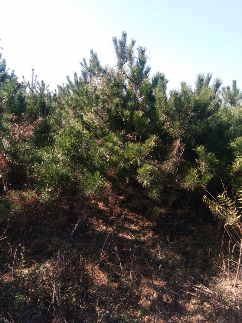 出售1.5米~3.5米高精品油松树