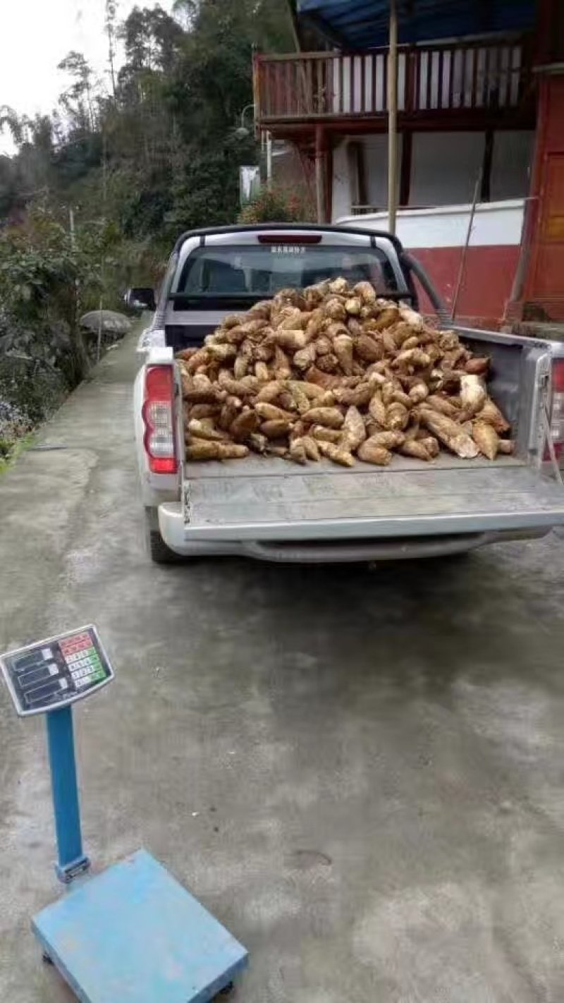 批发零售，大竹笋南竹笋冬笋云南笋