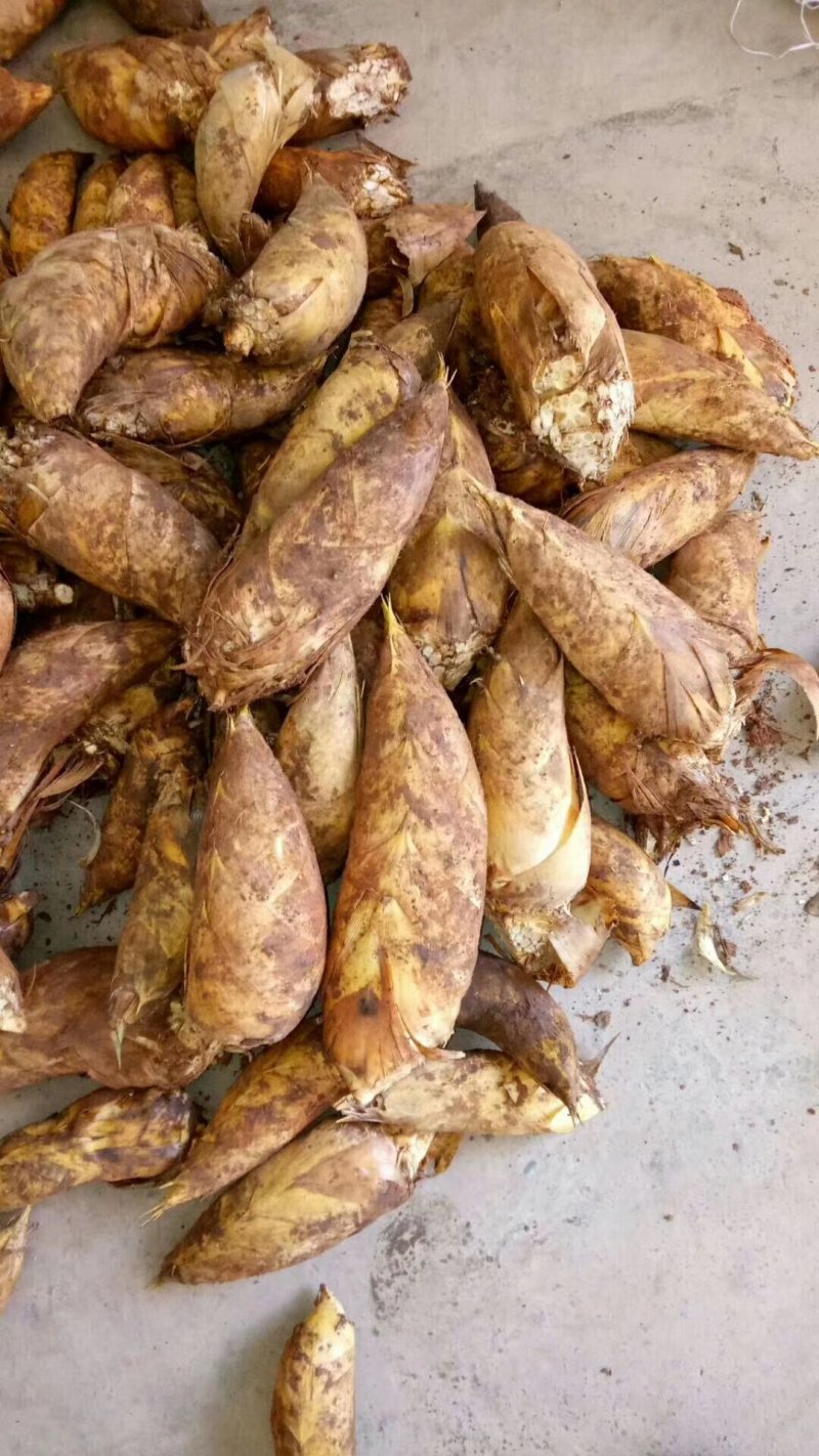 批发零售，大竹笋南竹笋冬笋云南笋