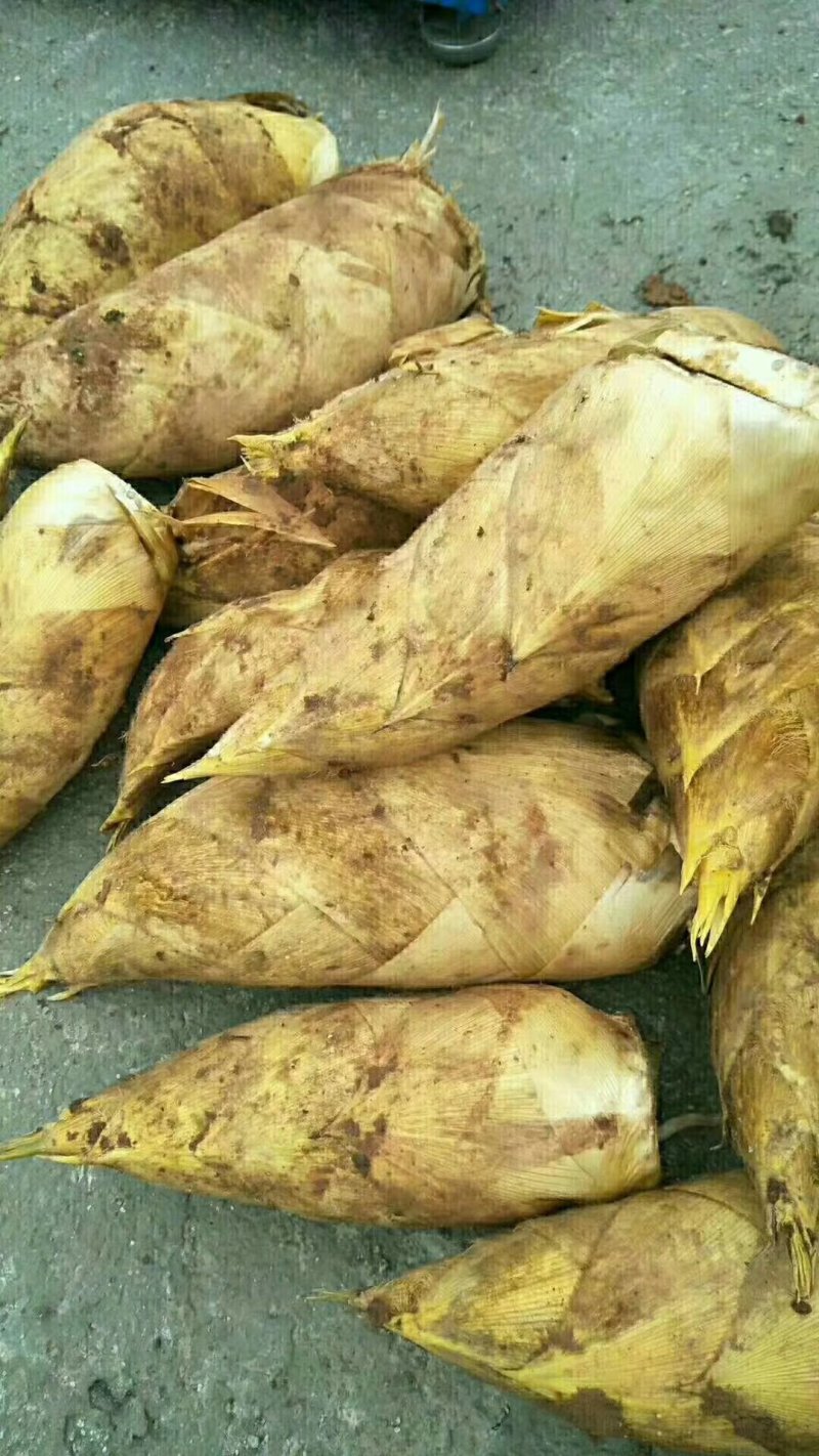 批发零售，大竹笋南竹笋冬笋云南笋