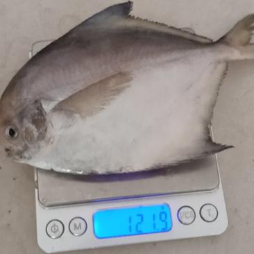 鲳鱼冷藏厂直发白鲳鱼单冻3.5一斤9条一件代发