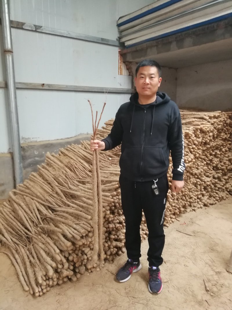 河南正宗温县铁棍山药，自家种植现挖现发，新鲜绿色直达