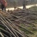 栾树南栾栾树基地直供价格便宜规格齐全质量保证