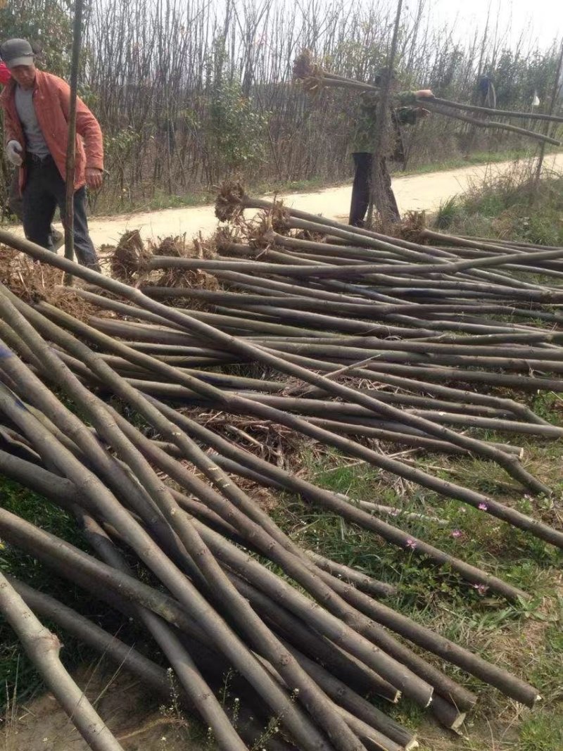栾树南栾栾树基地直供价格便宜规格齐全质量保证