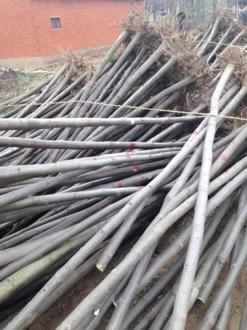栾树南栾栾树基地直供价格便宜规格齐全质量保证