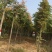 栾树南栾栾树基地直供价格便宜规格齐全质量保证